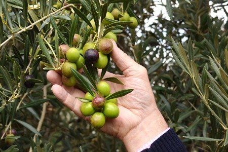 Not Just for Salads, Premium Extra Virgin Olive Oil Helps Maintain Your Health